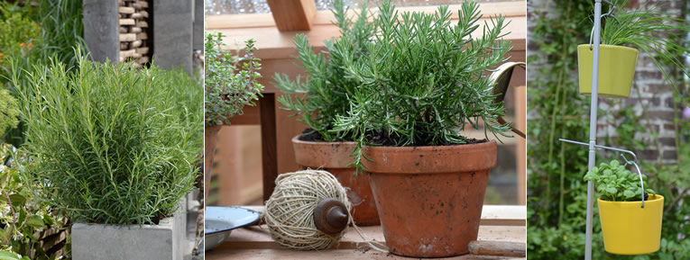 welke kruiden zijn onmisbaar in de tuin